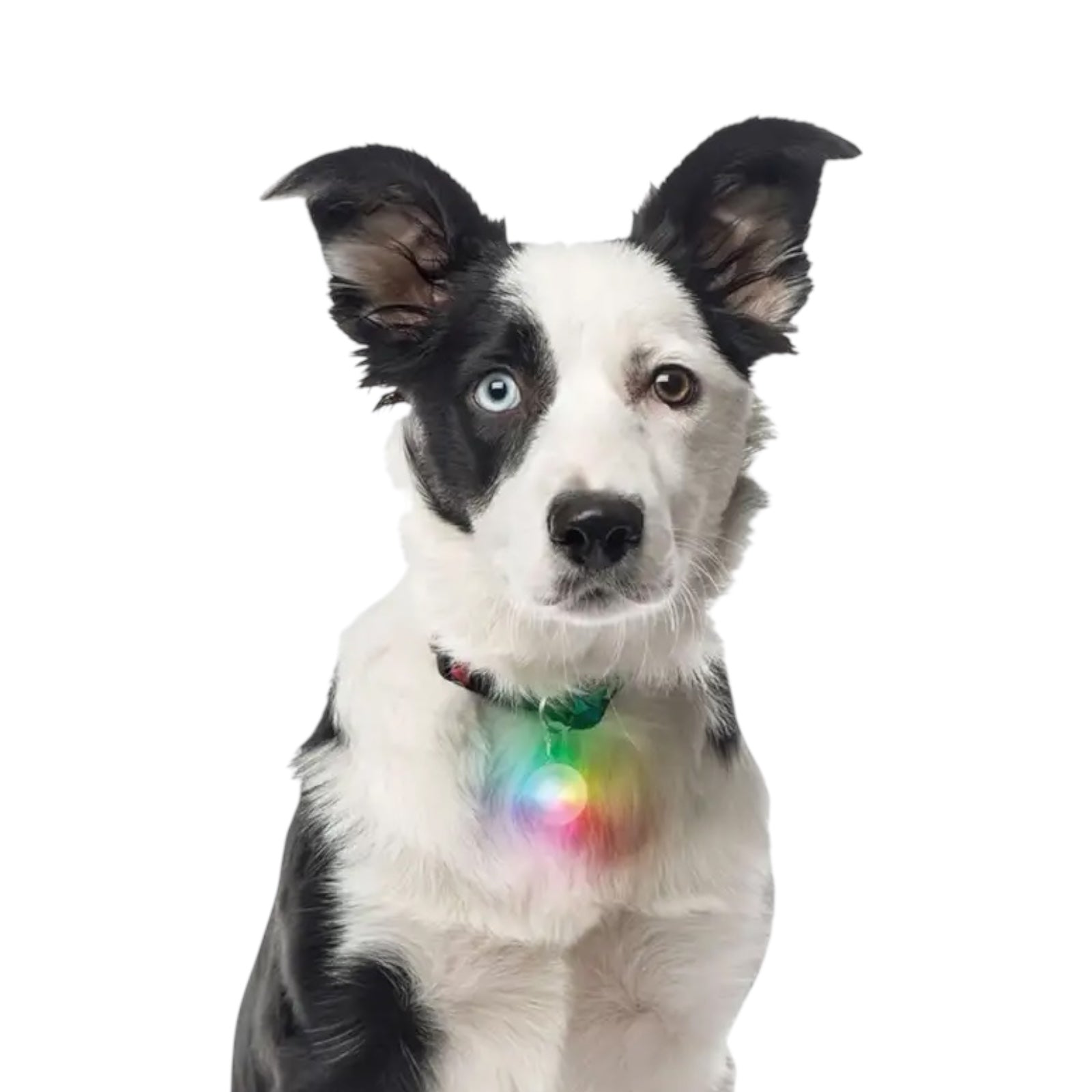 NITE IZE COLLAR LIGHT